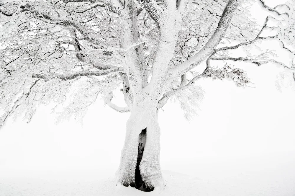 Winterbaum - Fineart fotografie door Daniel Schoenen