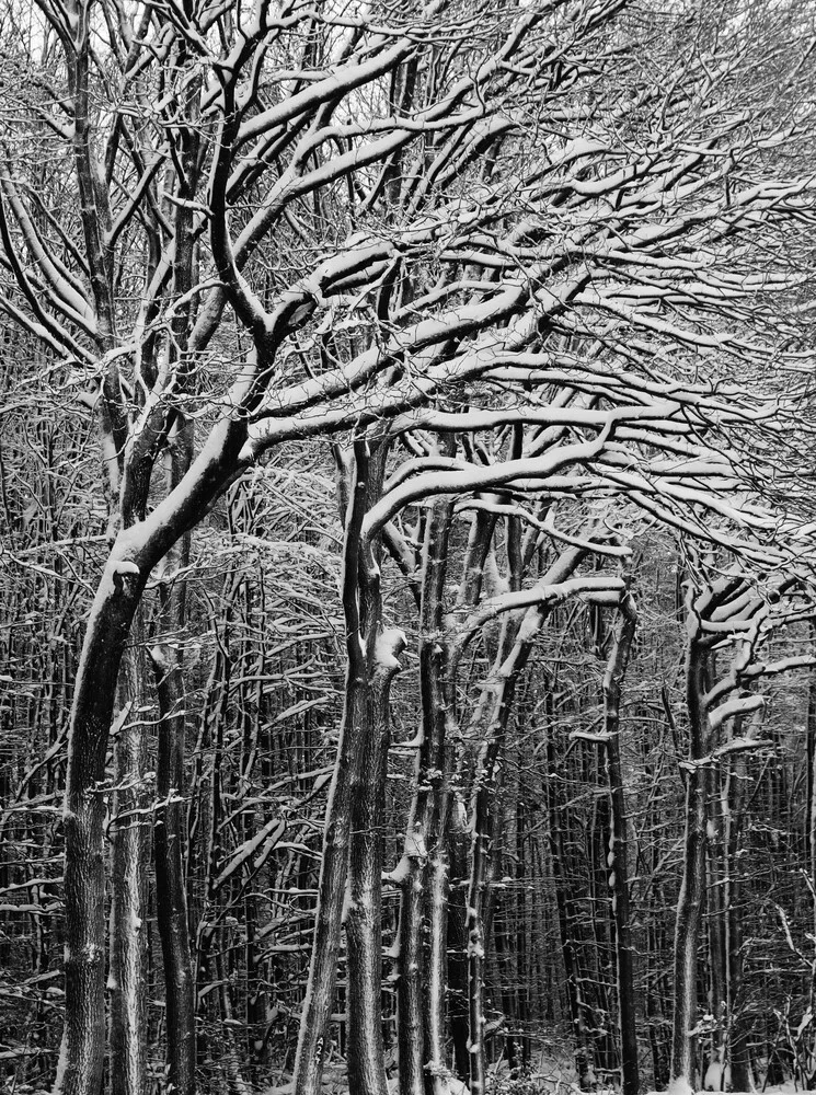 Schneewald - Fineart fotografie door Kay Block