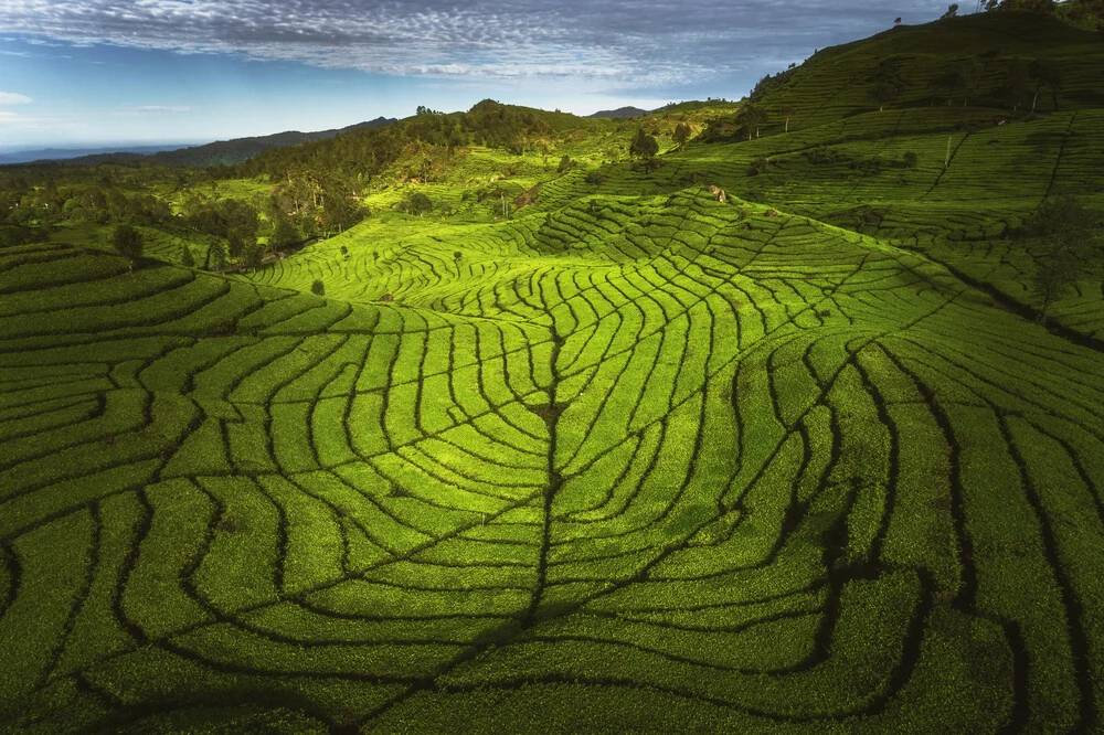 Indonesische Teeplantage op Java - fotokunst door Jean Claude Castor