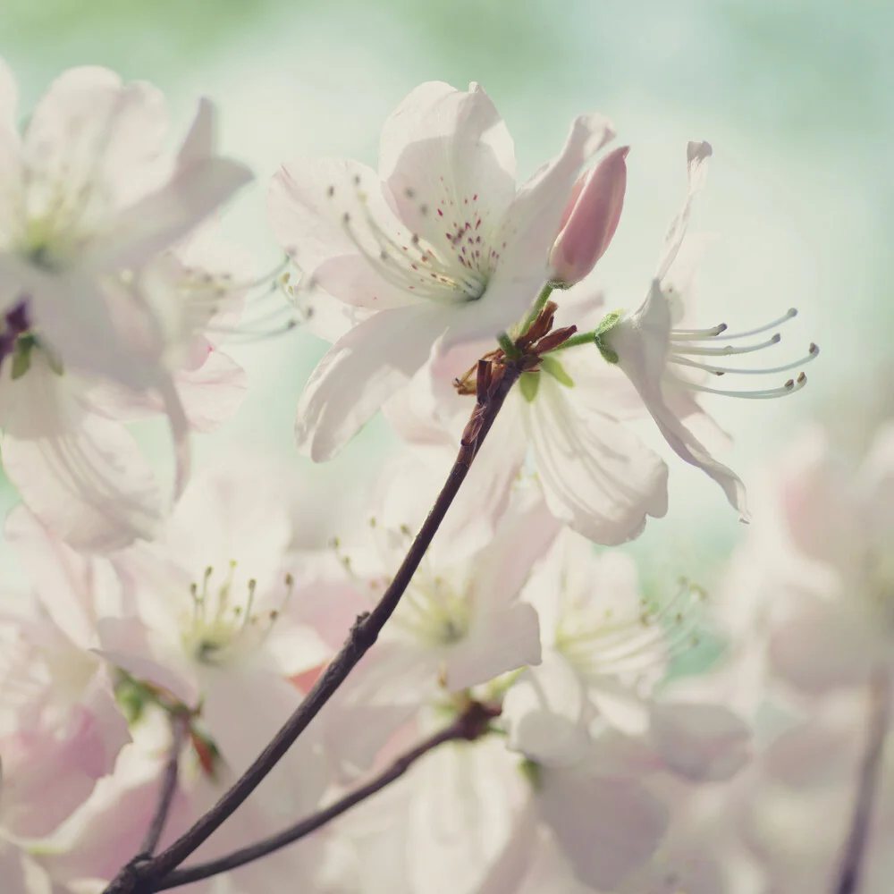 blütenzauber - fotokunst van Sabrina Ziegenhorn