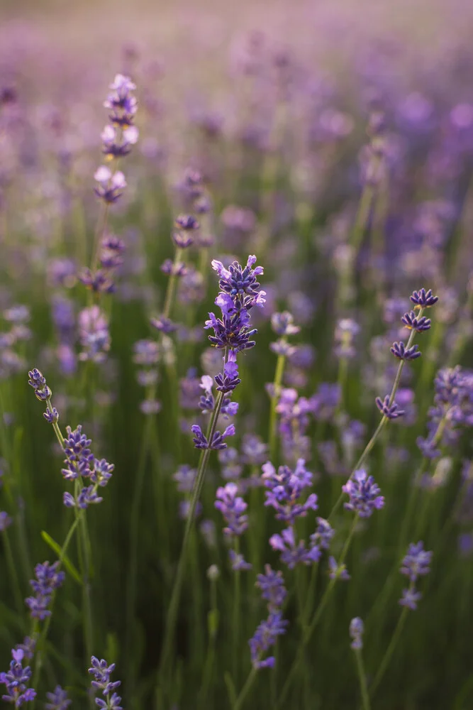 Bloeiende lavendel in de zomerzon - Fineart fotografie door Nadja Jacke