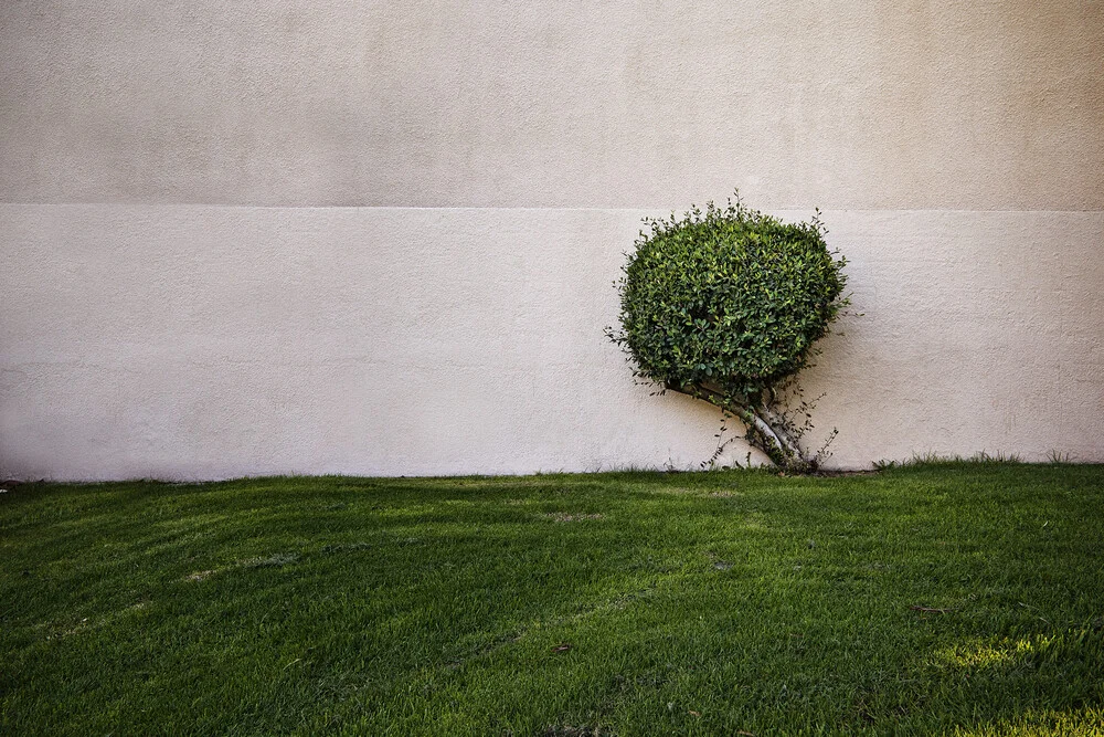 Een boom - fotokunst van Jeff Seltzer