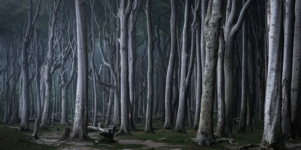 Coastal Forest VI - Fineart fotografie door Heiko Gerlicher