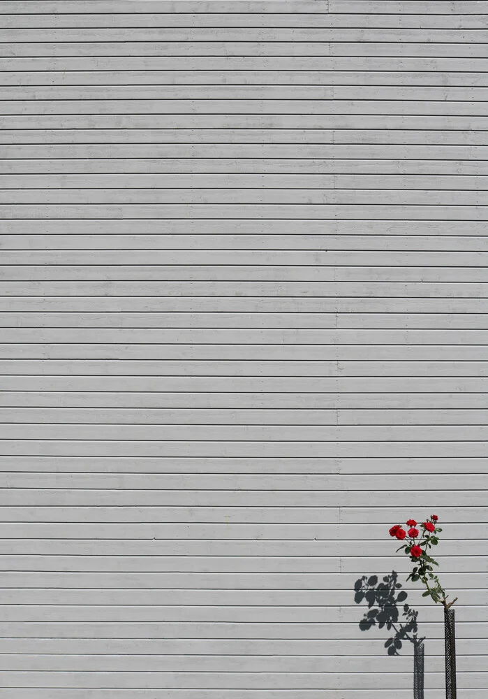 Il name della rosa - fotokunst van Marcus Cederberg