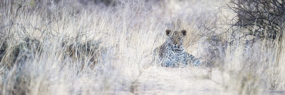 Leopard Kgalagadi Transfrontier Park - Fineart fotografie door Dennis Wehrmann