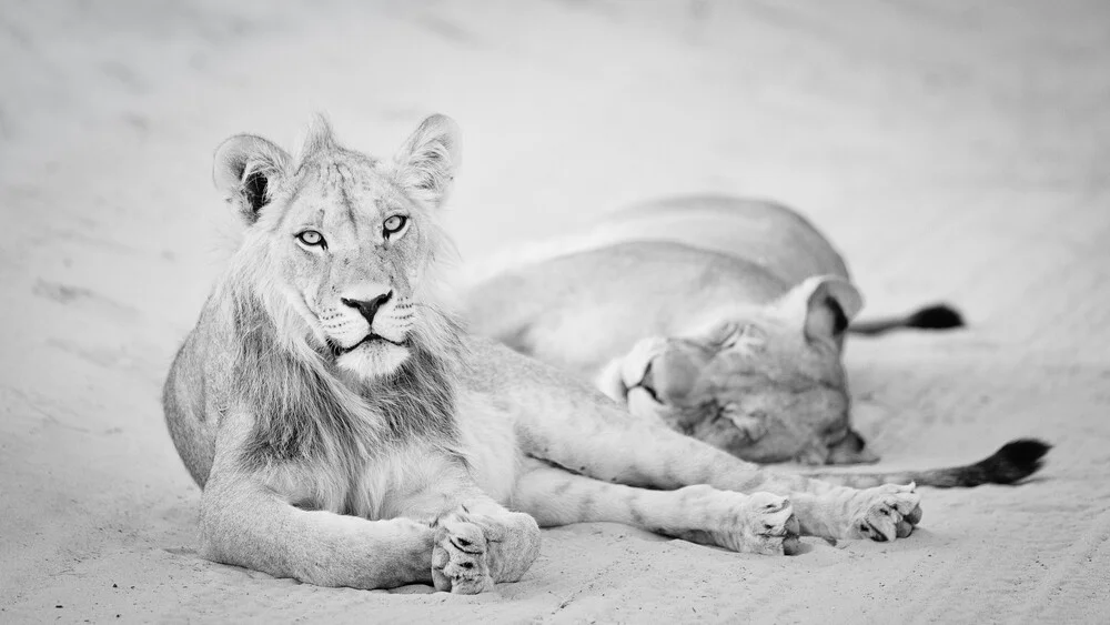 Wegversperring Kalahari - ontspannende leeuwen - Fineart fotografie door Dennis Wehrmann