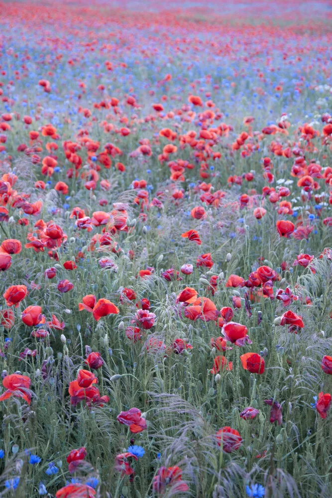 Poppy Seed Heaven - Fineart fotografie door Studio Na.hili