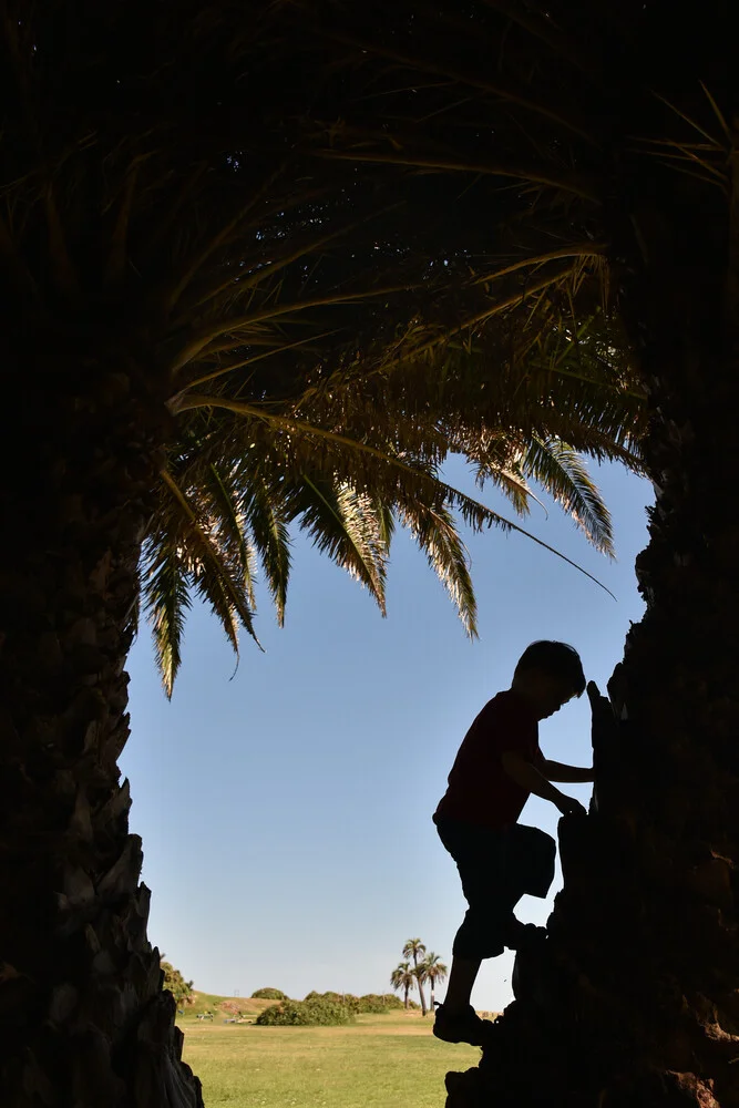 Een palmboom beklimmen - Fineart fotografie door Thomas Heinze