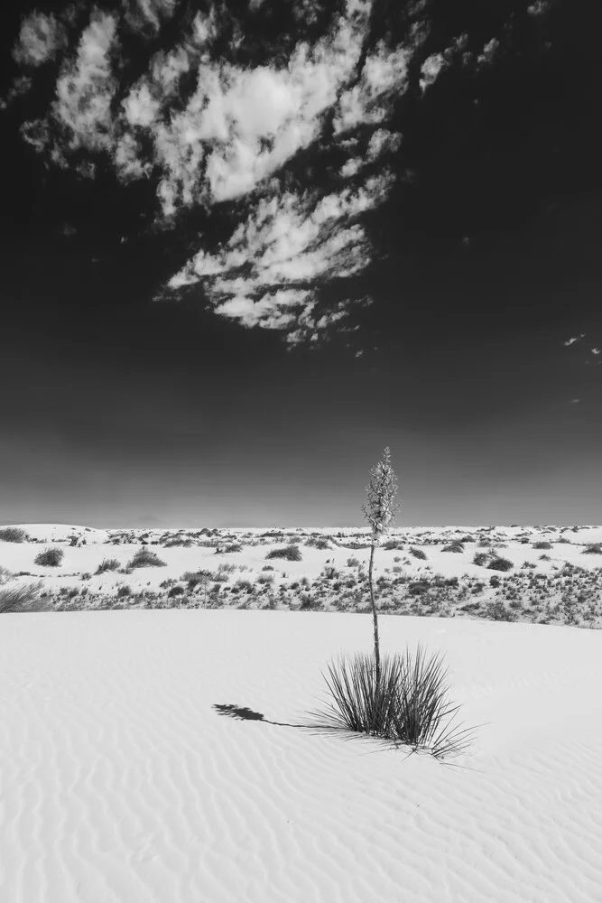 Yucca, White Sands National Monument - Fineart fotografie door Melanie Viola