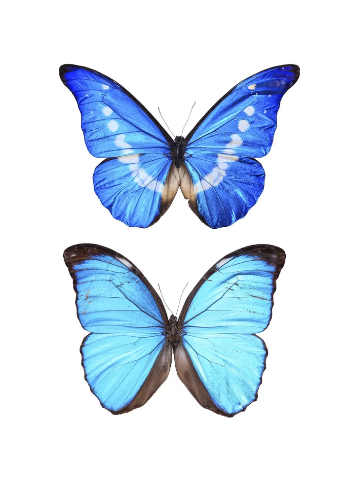 Zeldzaam Kabinet Blauwe Vlinders Morpho - Fineart fotografie door Marielle Leenders