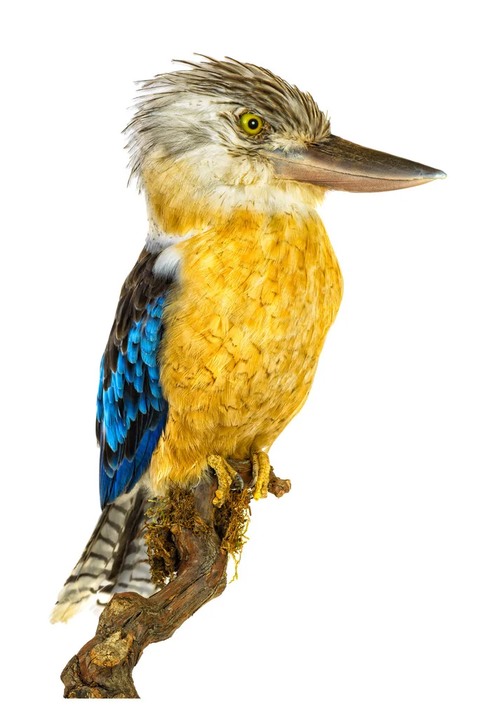 Zeldzaam Kast Vogel Kookaburra Geel - Fineart fotografie door Marielle Leenders