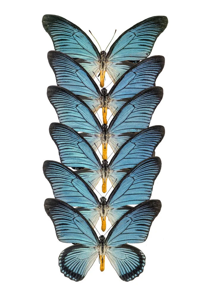 Zeldzaam Kabinet Vlinder Blauw 2 - Fineart fotografie door Marielle Leenders