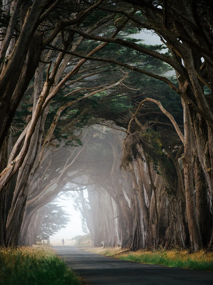 Cypress tree tunnel - Fineart fotografie door André Alexander