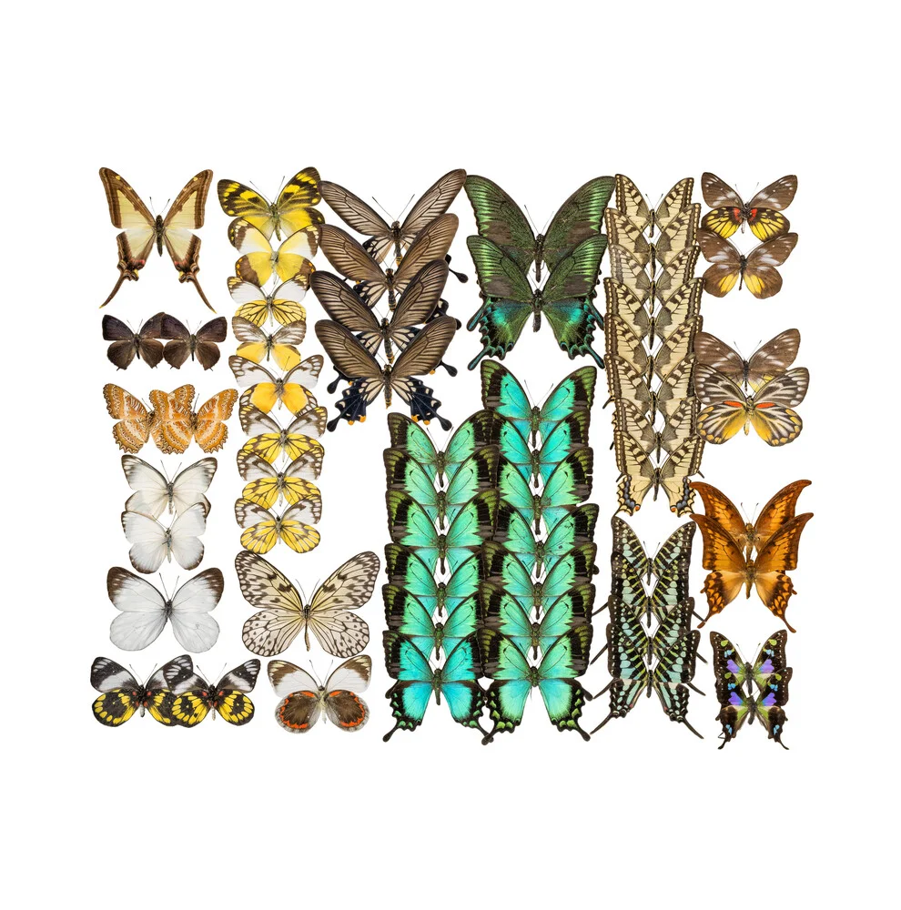 Zeldzaam Kabinet Vlinders Mix 3 - fotokunst von Marielle Leenders