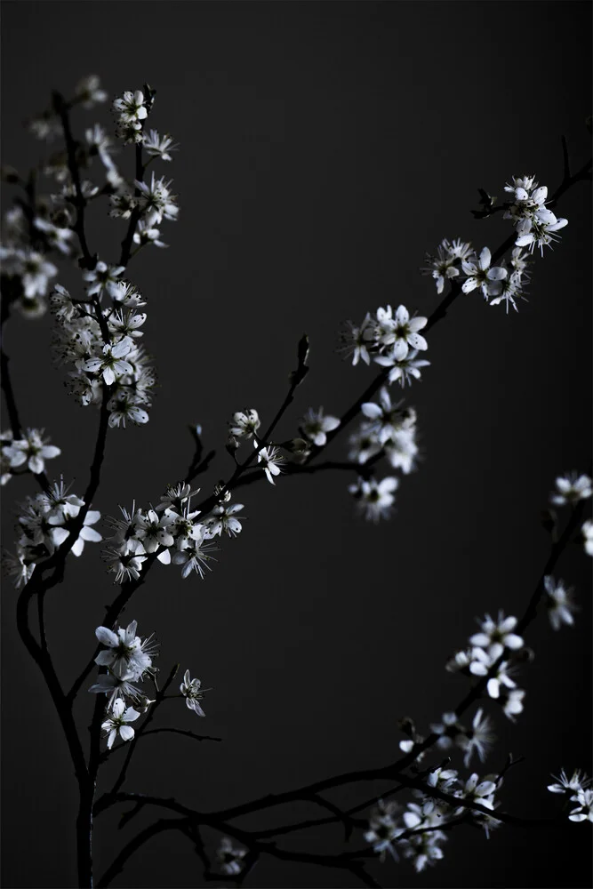 Moody Flower Beauty - Fineart fotografie door Studio Na.hili