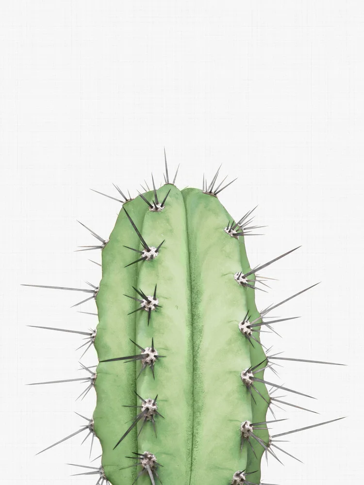 Cactus 2 - fotokunst van Vivid Atelier