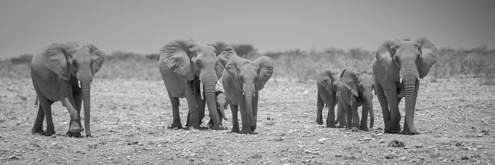 Olifantenfamilie Etosha National Park - Fineart fotografie door Dennis Wehrmann