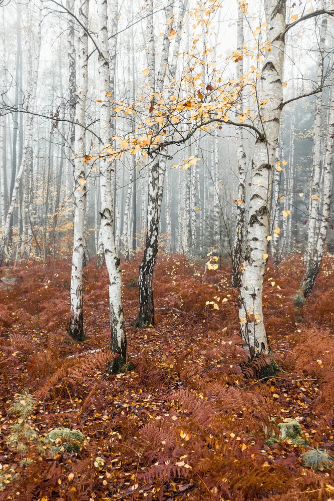 Birkenwald - fotokunst van Holger Nimtz