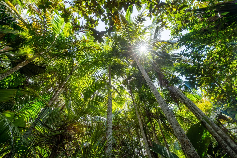 Tropisch regenwoud - Fineart fotografie door Jan Becke