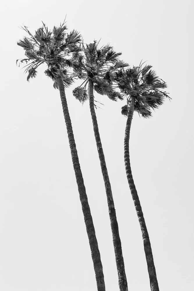 Palmen am Strand in Monochrom - fotokunst van Melanie Viola