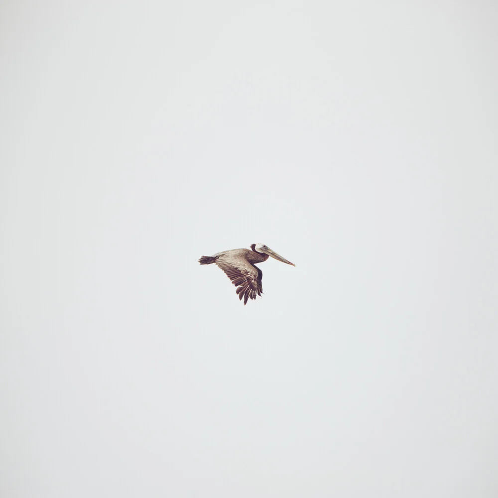 Solo Flight - Fineart fotografie door Kevin Russ