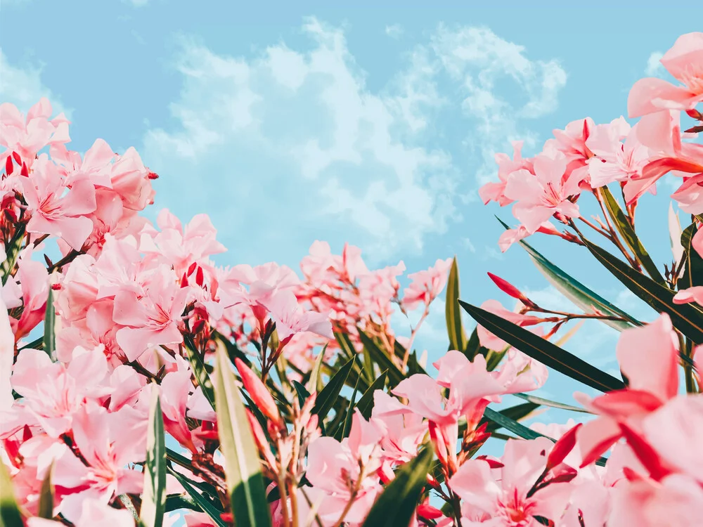 Blush Blossom II - Fineart fotografie door Uma Gokhale