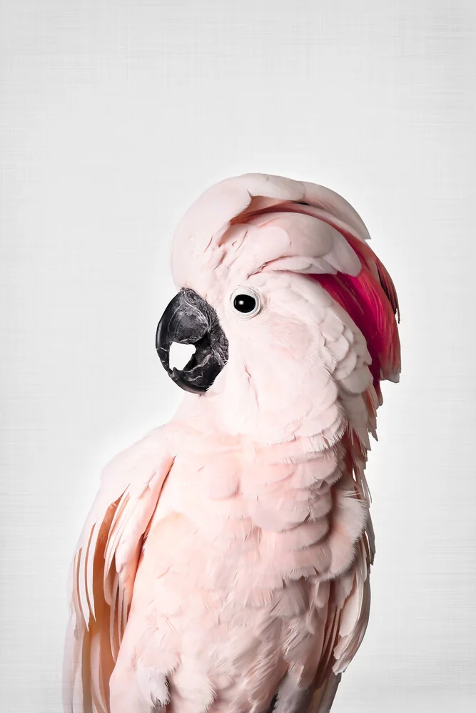 Roze kaketoe - Fineart-fotografie door Kathrin Pienaar
