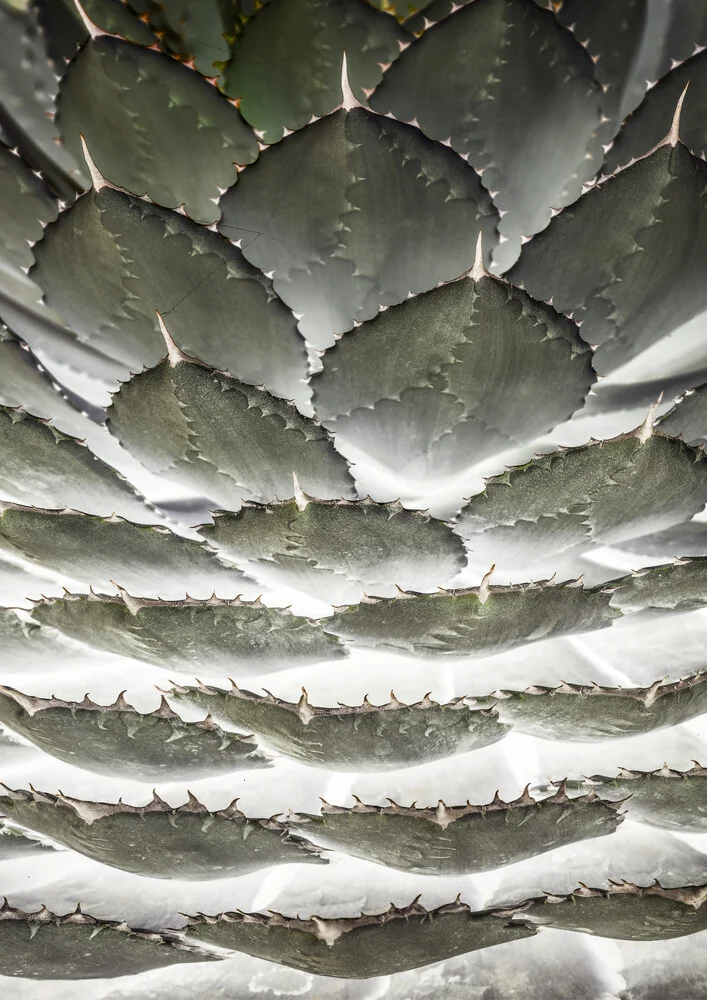 Agave Layers - Fineart fotografie door Shot By Clint