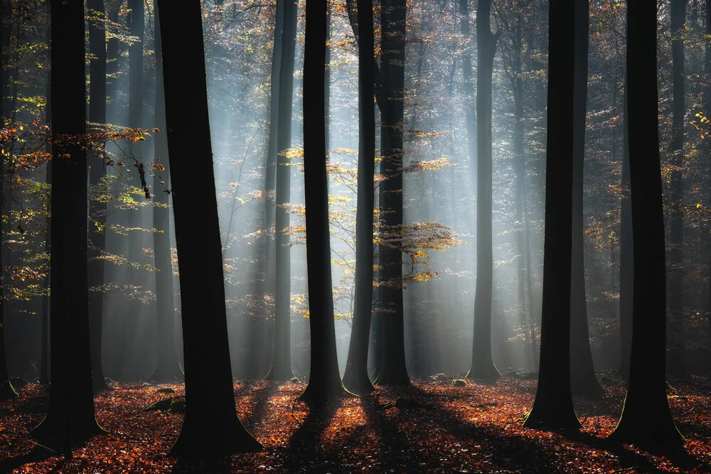 Autumn In The Woods - fotokunst van Carsten Meyerdierks