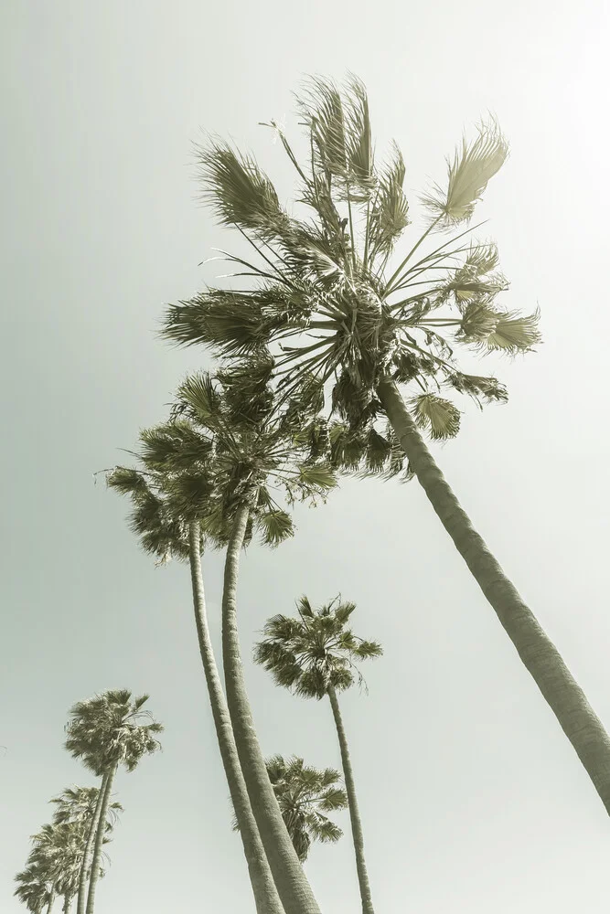 Vintage palmbomen in de zon - fotografie Fineart door Melanie Viola