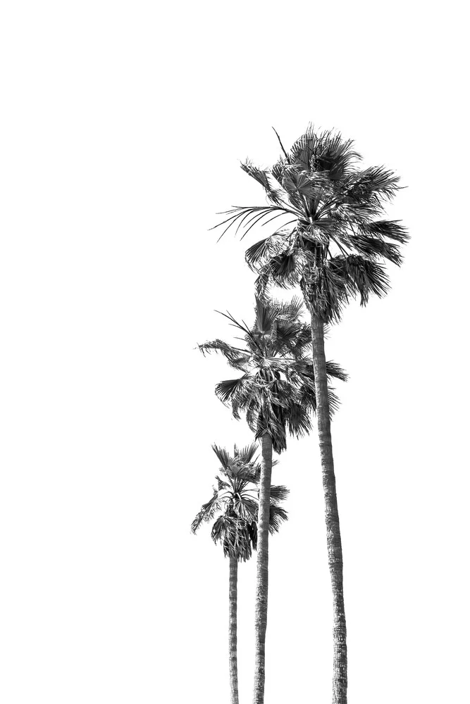 Palmbomen - Fineart-fotografie door Melanie Viola