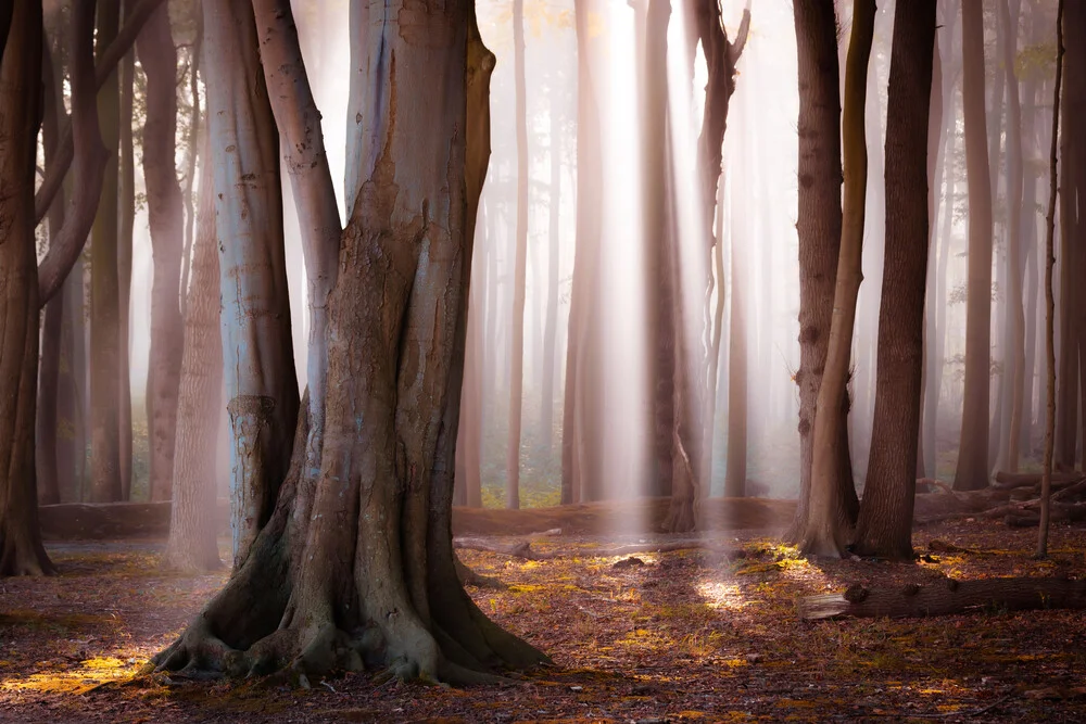 Licht in het bos - Fineart fotografie door Martin Wasilewski