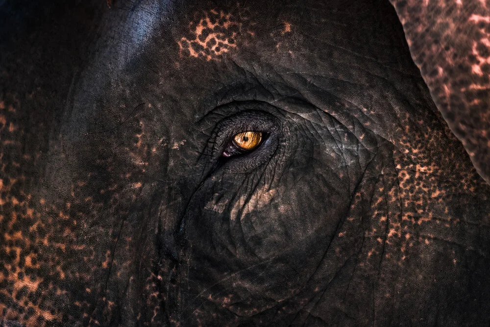 Elephant Eye - Fineart fotografie door AJ Schokora
