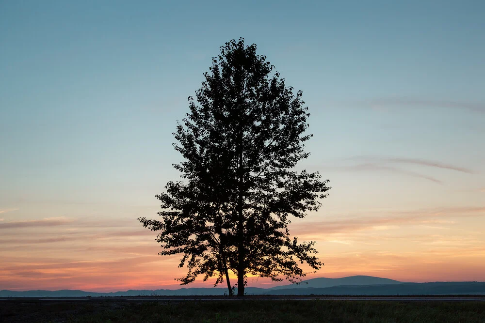 De eerste boom in Polen - Fineart fotografie door AJ Schokora