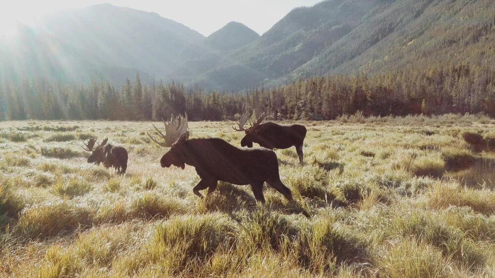 Rocky Mountain Moose - fotokunst van Kevin Russ