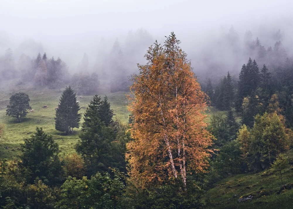 Misty Mountain Forest - Fineart fotografie door Alex Wesche