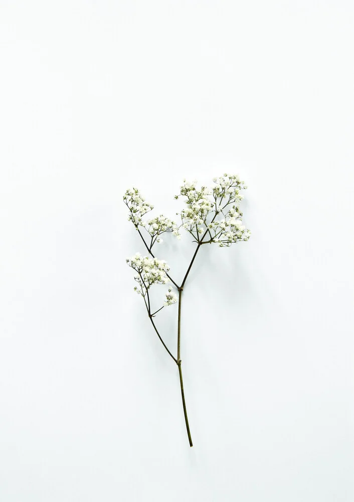 White Beauty - Fineart fotografie door Studio Na.hili