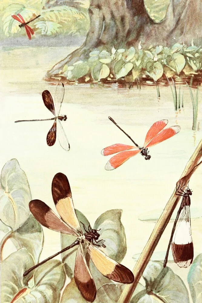 Libellen bij de vijver - Fineart fotografie door Vintage Nature Graphics