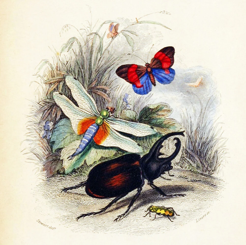 Libel, vlinder, kever 2 - Fineart fotografie door Vintage Nature Graphics