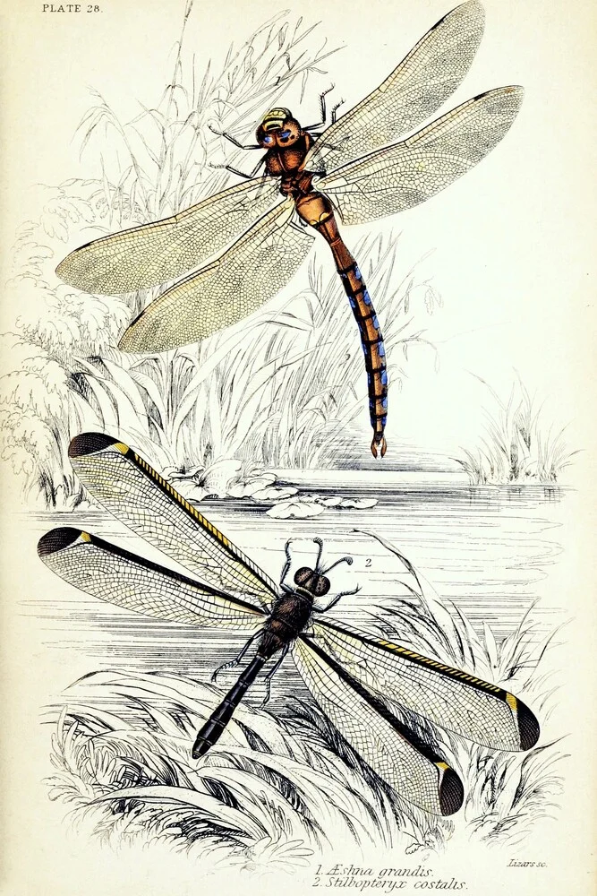 Twee libellen bij de vijver - Fineart fotografie door Vintage Nature Graphics