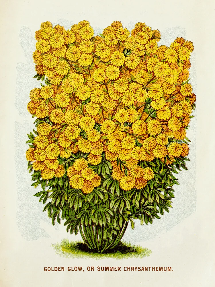 Gouden gloed of zomerchrysant - fotokunst van Vintage Nature Graphics