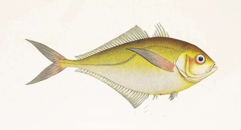 Fisch 4 - fotokunst van Vintage Nature Graphics