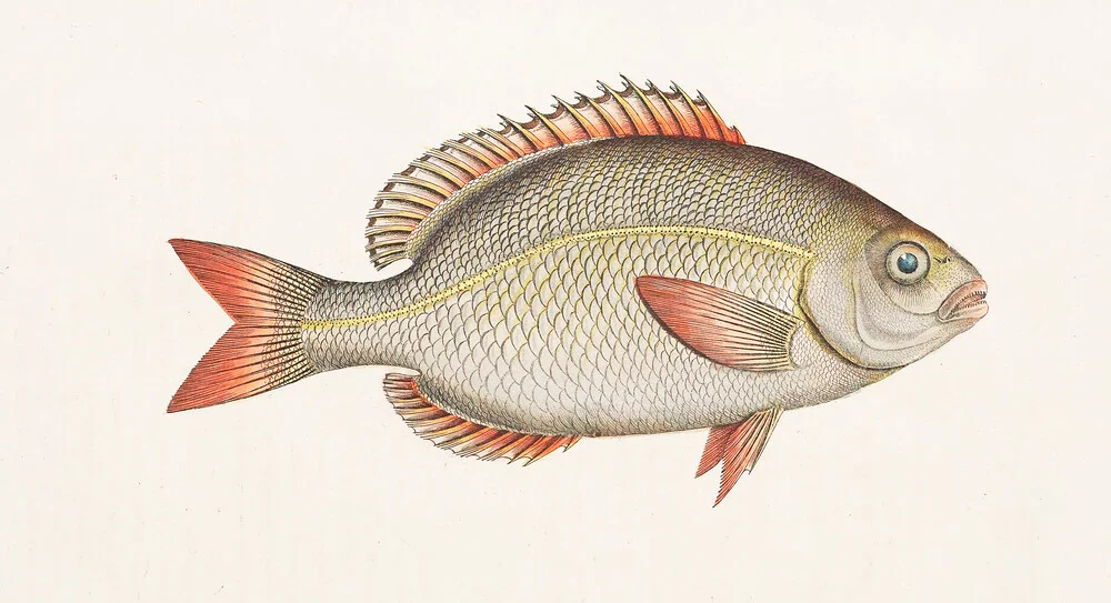 Fisch 5 - fotokunst van Vintage Nature Graphics