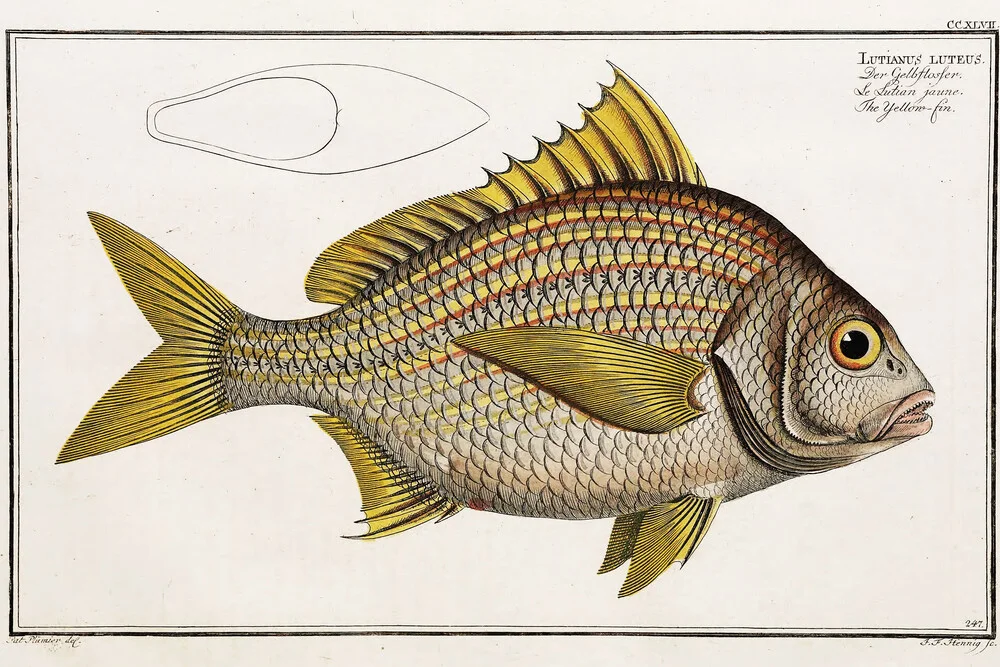 Fish 7 - Fineart fotografie door Vintage Nature Graphics
