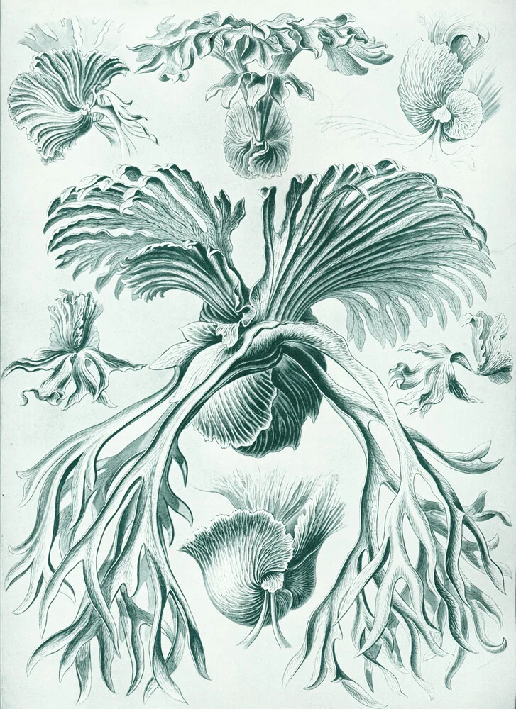 Filicinae - fotokunst van Vintage Nature Graphics