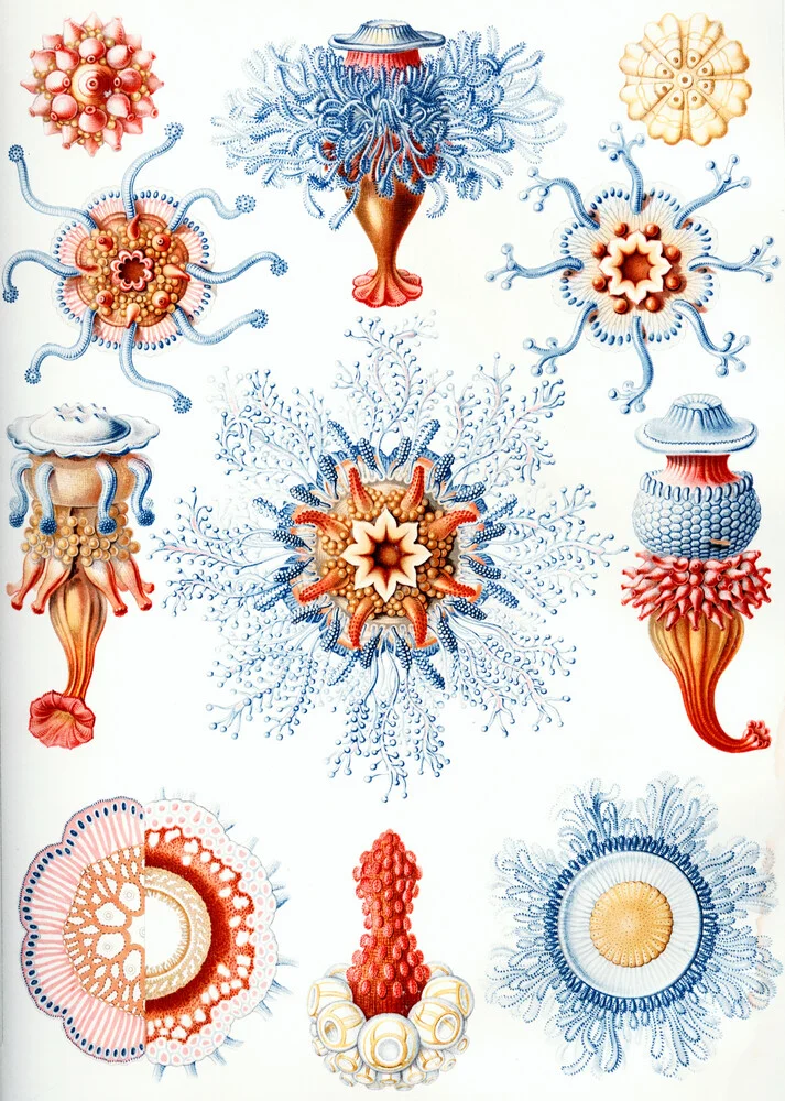Siphonophorae - Fineart fotografie door Vintage Nature Graphics