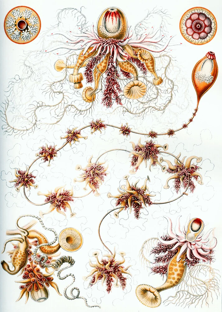 Siphonophorae 2 - Fineart fotografie door Vintage Nature Graphics