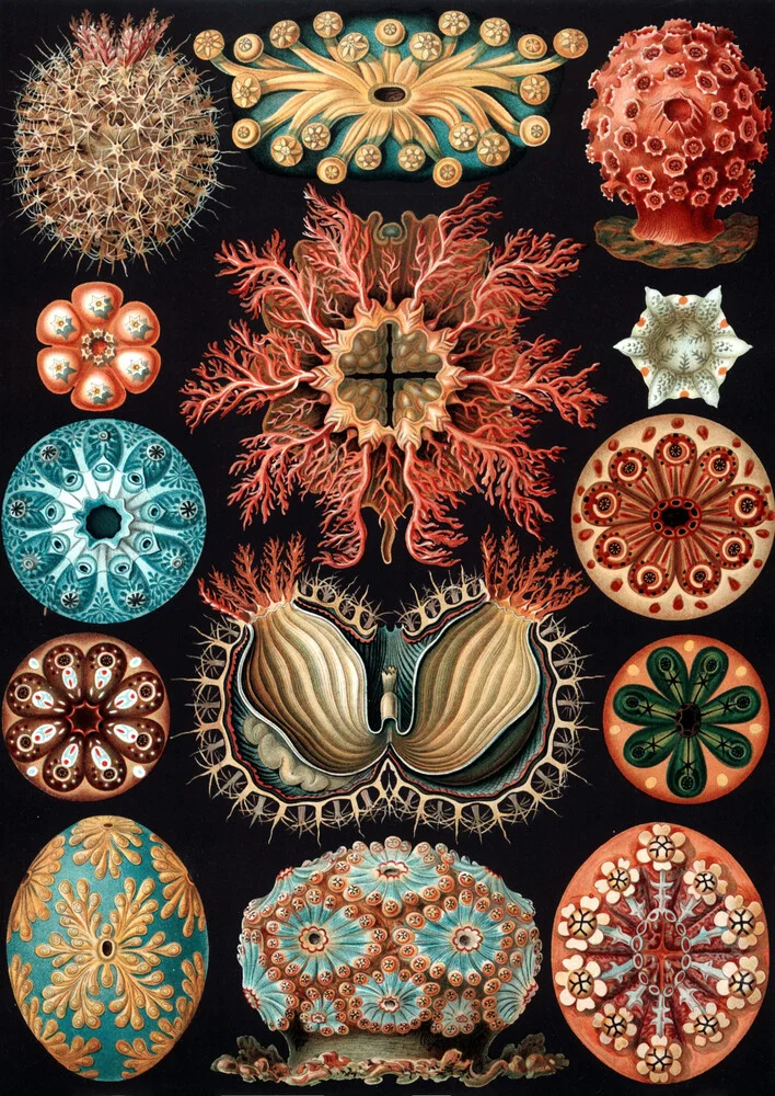 Ascidiae - Fineart fotografie door Vintage Nature Graphics