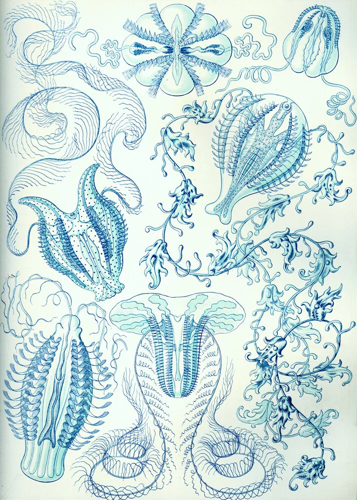 Ctenophorae - Fineart fotografie door Vintage Nature Graphics
