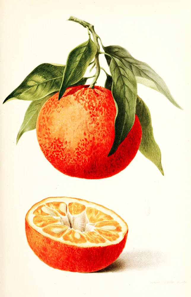 Vintage illustratie oranje - Fineart fotografie door Vintage Nature Graphics